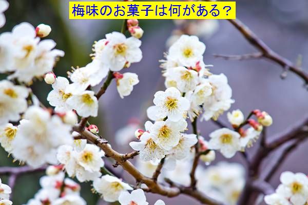 梅の花2