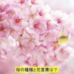 桜の種類や香りの違いはあるの？花言葉は？