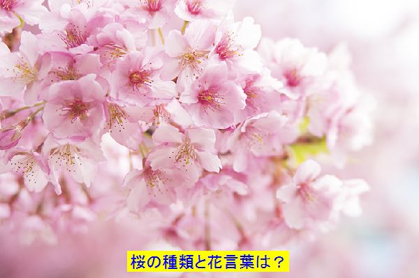 桜の種類や香りの違いはあるの 花言葉は